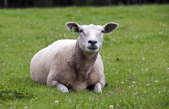 sheep laying in the green grass