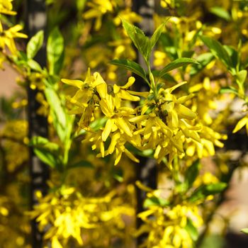 Forsythia (Oleaceae) flowers bush outdoor close up
