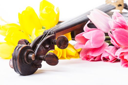 Black old violin with tulips on white