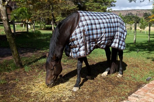 Horse with a blanket, country 