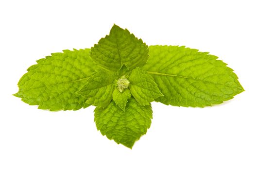 Mint isolated on the white background