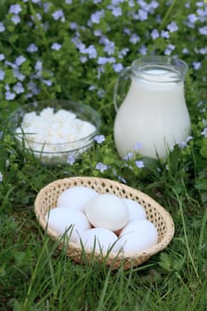 Dairy products on grass: milk, curd and eggs