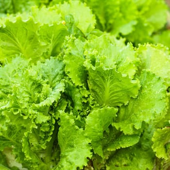 Green lettuce close up in the garden