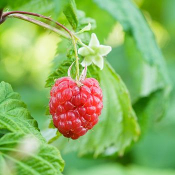 Ripe red raspberry on the branch closeup