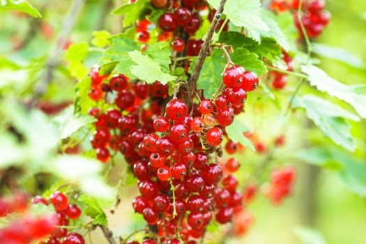 Black currant bush, close up the berries