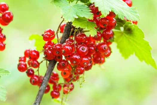 Red currant bush - closeup the berries