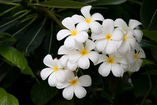 Branch of tropical flowers frangipani (plumeria)