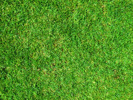 Vivid Green grass background,Can use as background