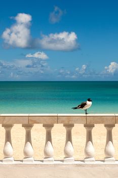 Sunny Tropical Caribbean Seascape with Gull sitting on Pillared Fence