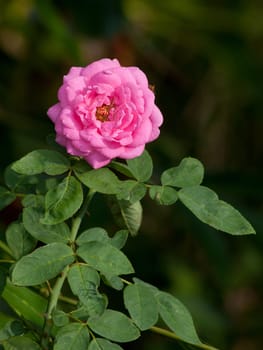 Roses on a bush in a garden