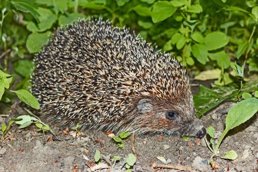 Hedgehog in their natural environment during the night time