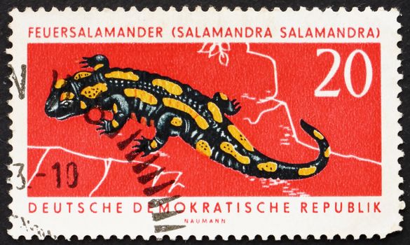 GDR - CIRCA 1963: a stamp printed in GDR shows Fire Salamander, Salamandra Salamandra, circa 1963