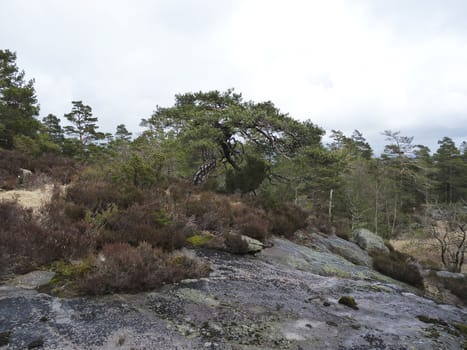 rural landscape with conifers and rocks in norway