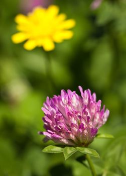 A close-up shot of a red clover in a green lush field.