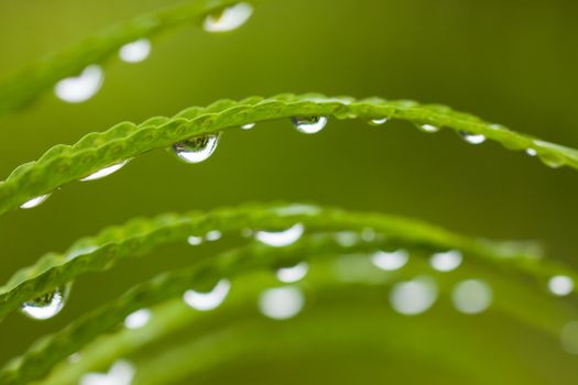 Droplets on green lush leafs