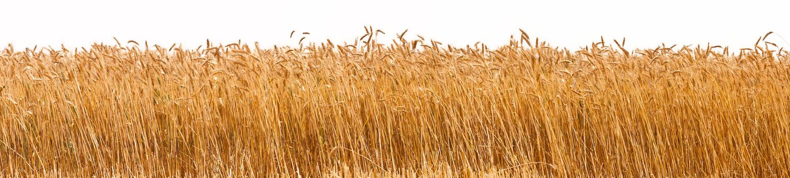 Panorama shot of a wheat plantation