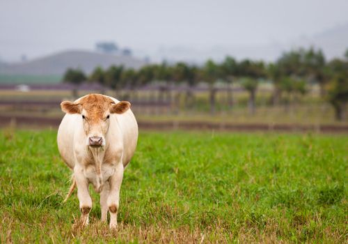 A cow chewing on grass in a green paddock