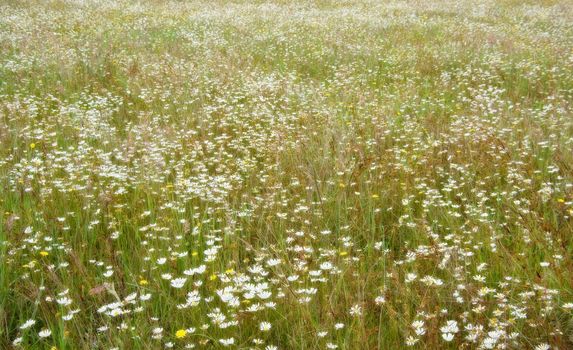 beautiful field of white daisy flowers soft dreamy focus
