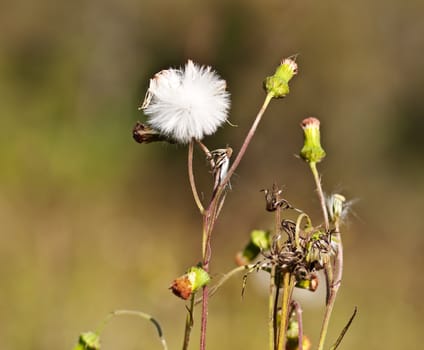 Sowthistle Sonchus oleraceus annual herb weed flower and seed head