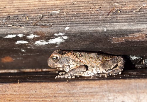 Australian declared pest small cane toad sheltered in timber