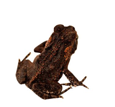 Juvenile Australian Cane Toad Declared Pest isolated on white
