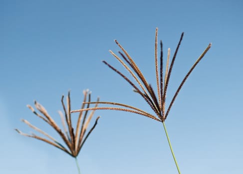 Seed Head Rhodes Grass Chloris gayana against blue sky