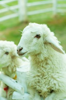 Two Sheep in corral with nature light