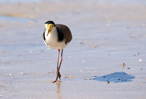 great image of a masked lapwing bird on the beach