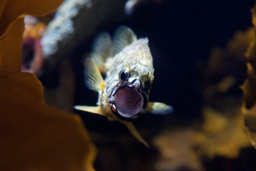 pineapple fish with a wide open mouth