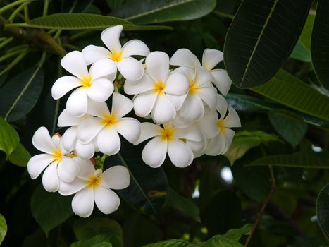 Branch of tropical flowers frangipani (plumeria)