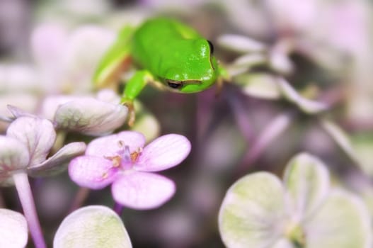 a dwarf green tree frog climbs through a forest or jungle of large flowers