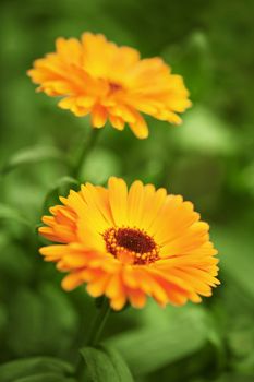 Yellow chrysanthemums on a bed close up