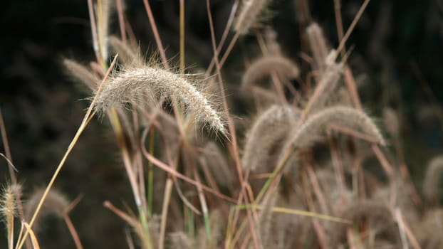 The flower of grass in evening time 