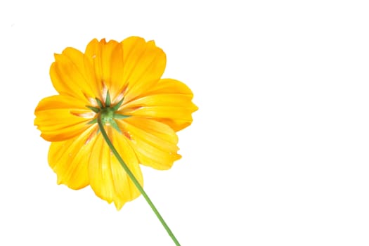 single yellow flower of cosmos isolated on white background