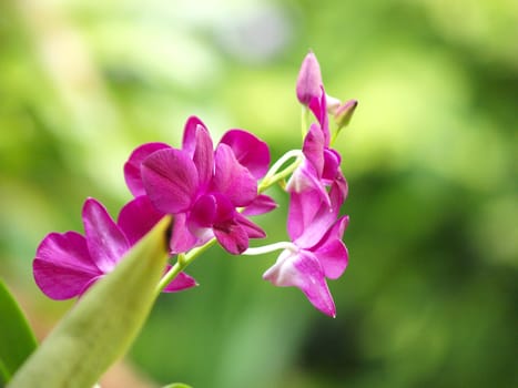 Closeup of red dendrobium orchid outdoor.