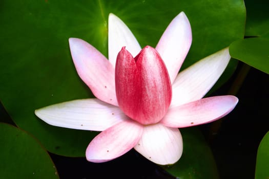 Red water lily is blooming