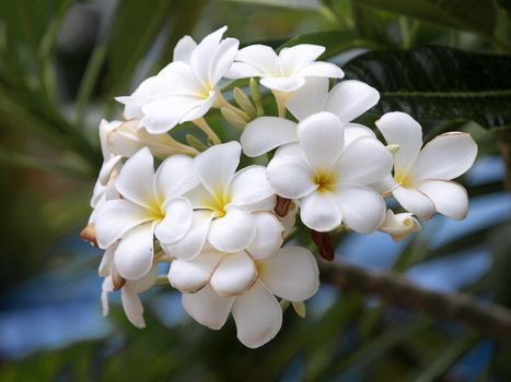 Branch of tropical flowers frangipani (plumeria) 