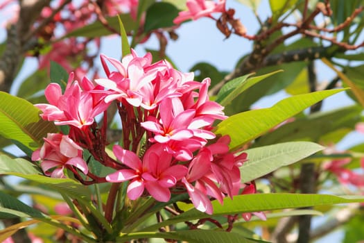 Branch of tropical flowers frangipani (plumeria)