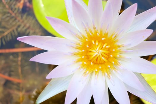 Close up of water lily is blooming