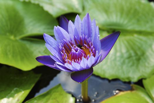 violet water lily with lotus leaf on pond
