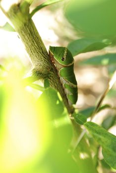 a giant silk moth (Polyphemus) nearly identical to a  Moth caterpillar, eating leaves of a tree