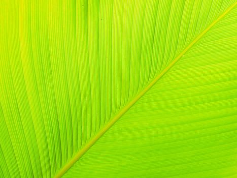Texture and detail of Banana Leaf