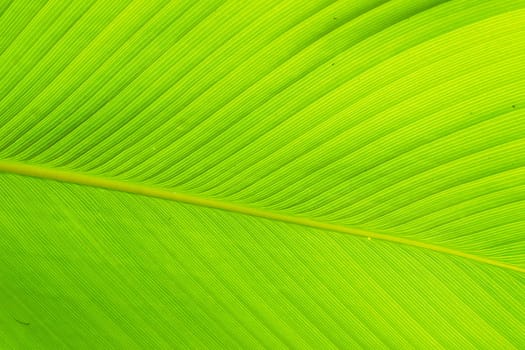 Texture and detail of Banana Leaf