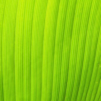 Texture and detail of Banana Leaf