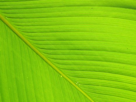 Texture and detail of Banana Leaf