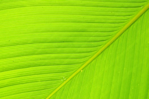 Texture and detail of Banana Leaf