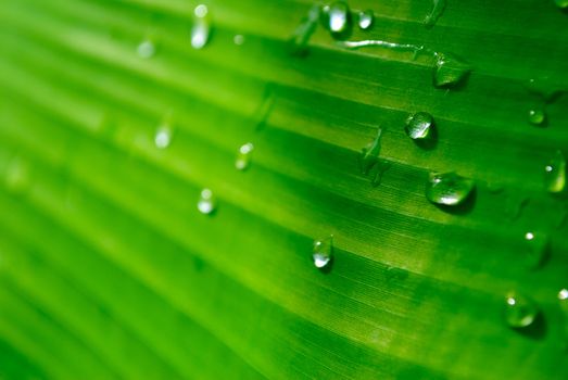 Water drops on banana leaf