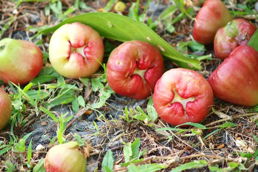 Ross apple fall under the trees