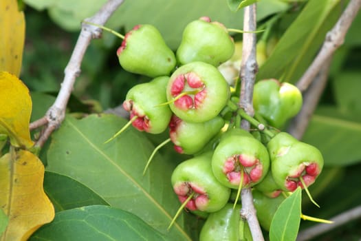 Green rose apple