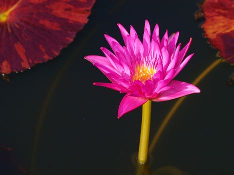 Pink water lily is blooming